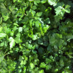 Il prezzemolo e una fresca maintanosalata