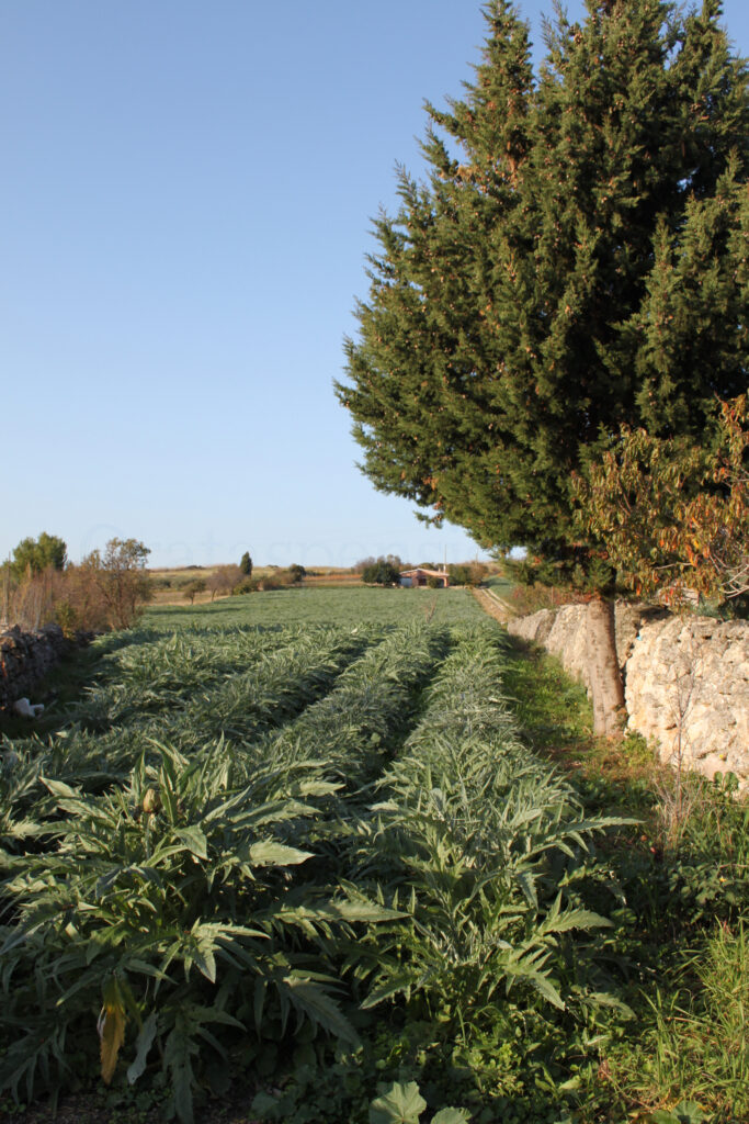 Carciofo Spinoso di Sardegna Dop: identità, paesaggio, economia e gastronomia