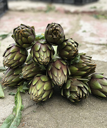Carciofo Spinoso di Sardegna Dop: identità, paesaggio, economia e gastronomia