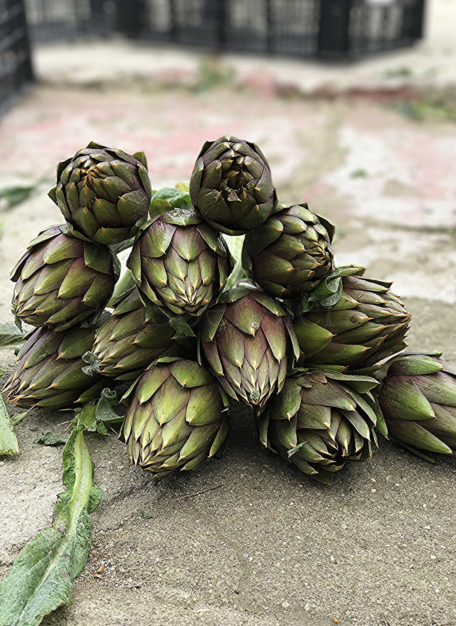 Carciofo Spinoso di Sardegna Dop: identità, paesaggio, economia e gastronomia