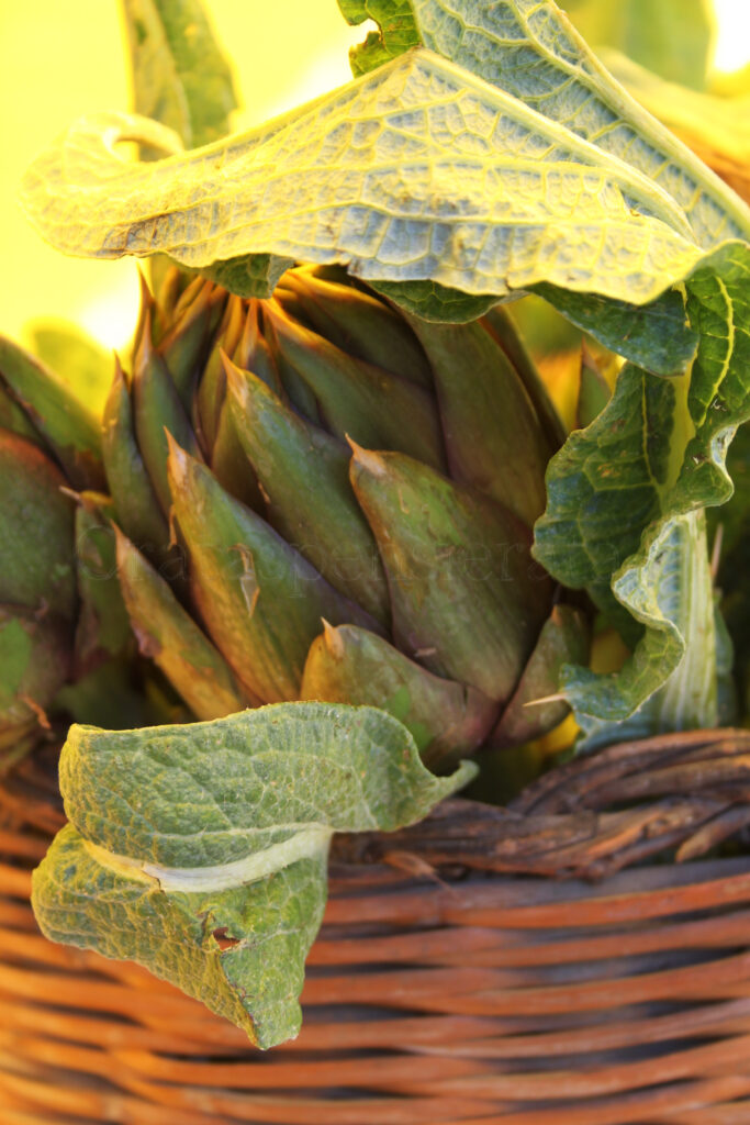 Carciofo Spinoso di Sardegna Dop: identità, paesaggio, economia e gastronomia