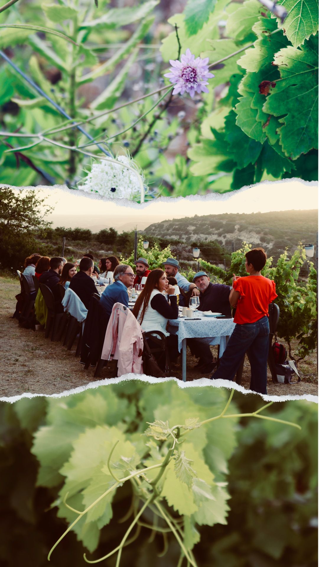 serata in vigna - cantina sorres