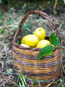 cesto di limoni